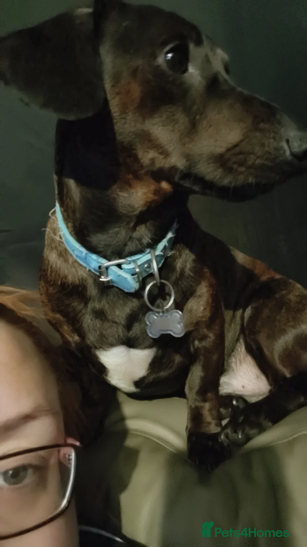 Dachshund dogs for sale: Dachshund puppies - Advert 17