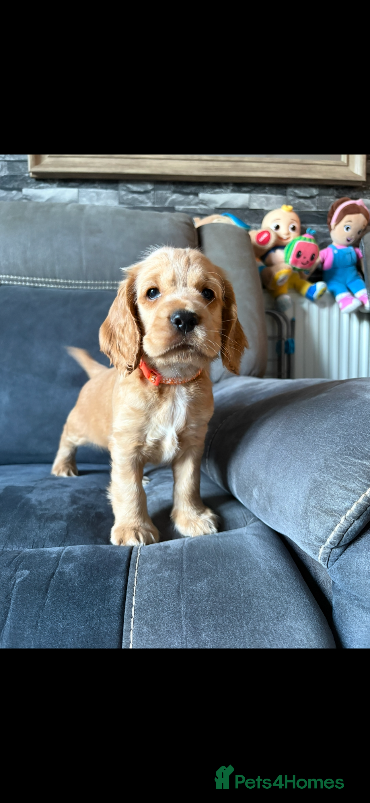 Cocker Spaniel dogs Show type cocker spaniel pups - Advert 2