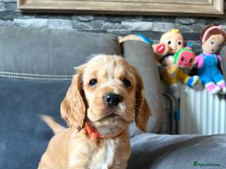 Cocker Spaniel dogs Show type cocker spaniel pups - Advert 2