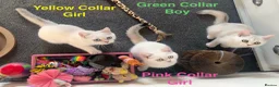 British Shorthair cats for sale: Rare GCCF Gold/Silver Tipped BSH Kittens - Advert 4
