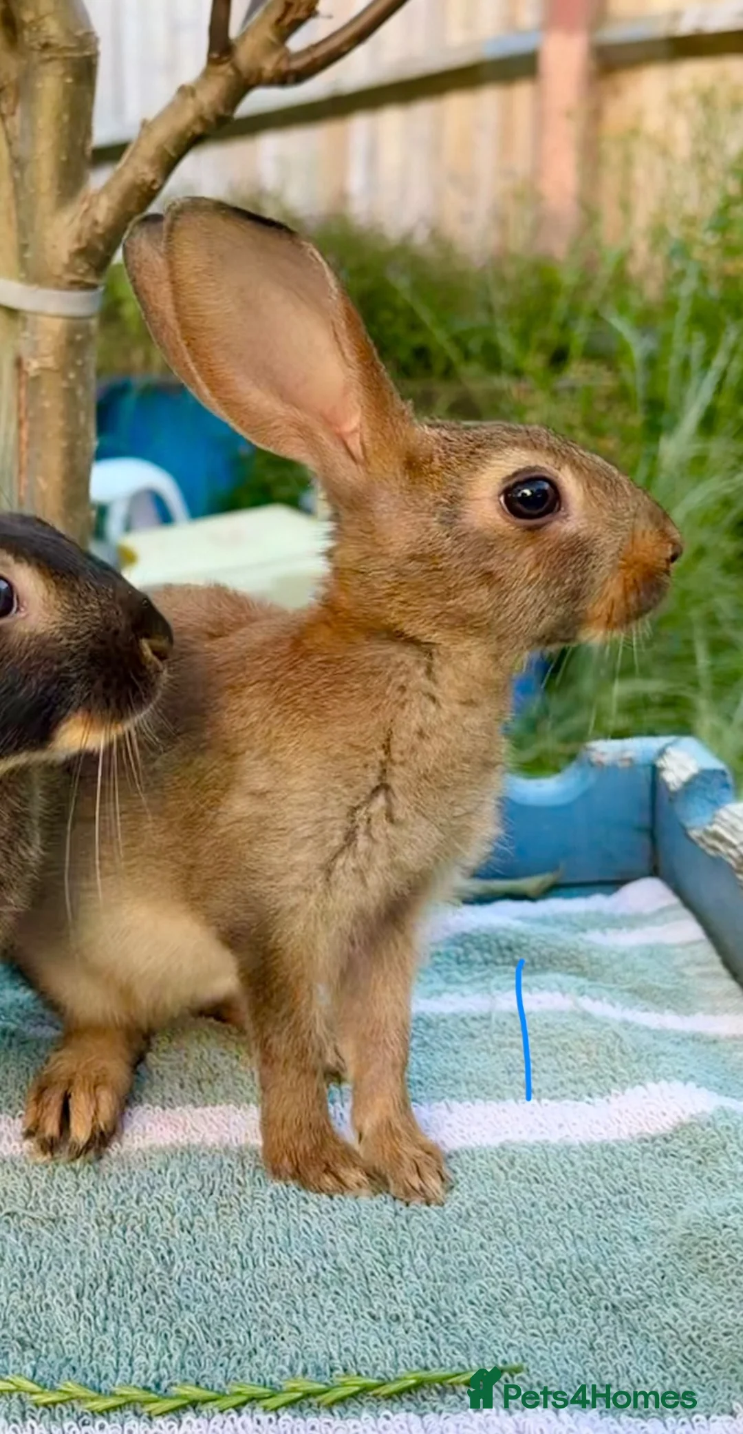 Belgian Hares rabbits for sale: 2 beautiful male Belgian hares ready babies  - Advert 1
