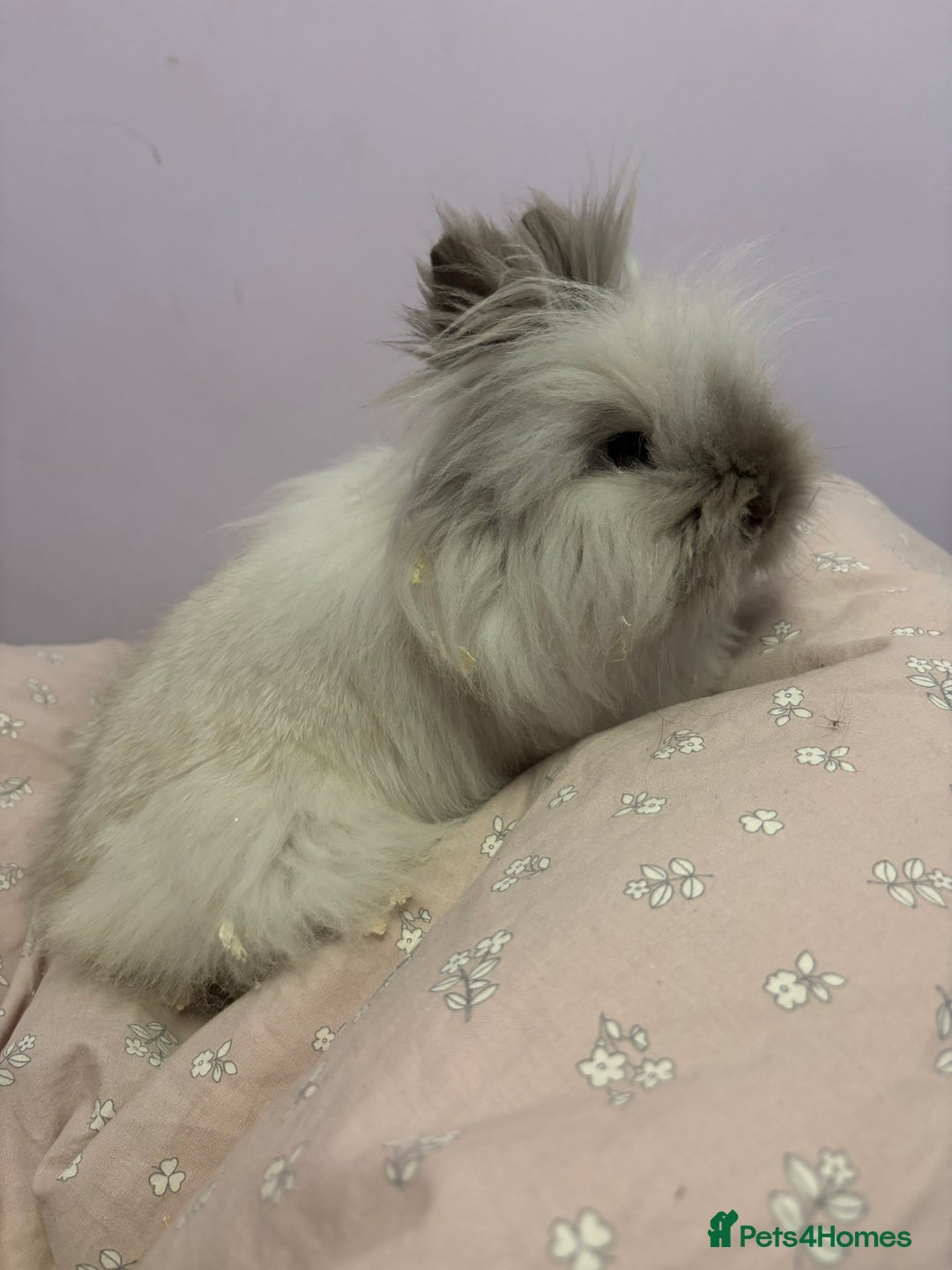 Lionhead rabbits for sale: Darling Lionhead wanting home to call her own  - Advert 6