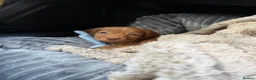 Cocker Spaniel dogs for sale: 13 week old male cocker spaniel pup - Advert 2