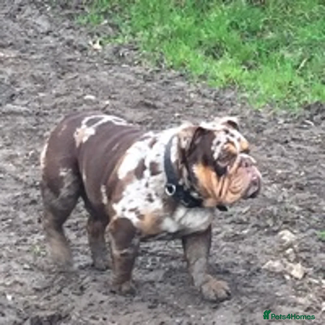 English Bulldog dogs for stud: 💙🍫FRANK🍫💙 in Southampton - Advert 4