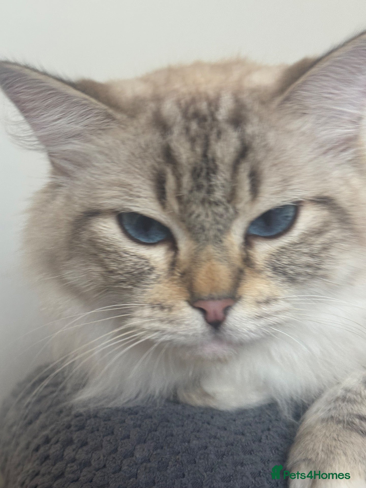 Ragdoll cats Spectacular lynx ragdoll kittens (2 boys) - Advert 2