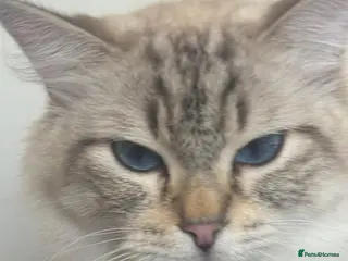 Ragdoll cats Spectacular lynx ragdoll kittens (2 boys) - Advert 2