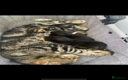 Mixed Breed cats for sale: Beautiful kittens - Image 7