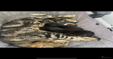 Mixed Breed cats - Advert 1