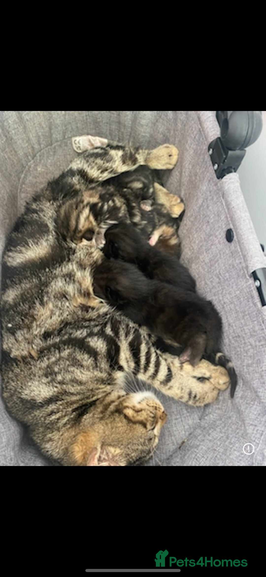 Mixed Breed cats for sale: Beautiful kittens - Image 7