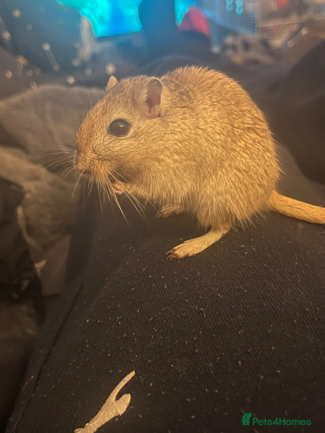 Gerbil rodents for sale: Gerbils + Cage in Ashford - Advert 1