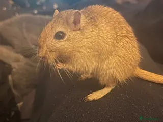Gerbil rodents Gerbils + Cage - Advert 7