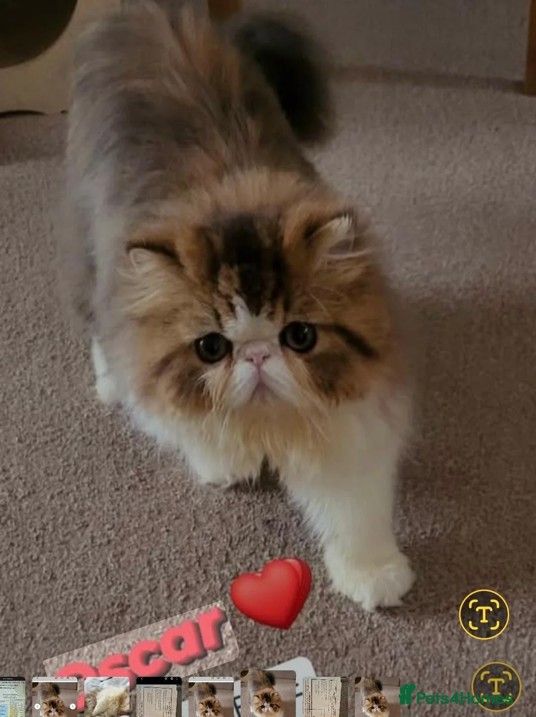 Persian cats for sale: Persian male  - Advert 2
