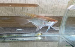 Angelfish fish for sale: Male Angelfish  - Image 1