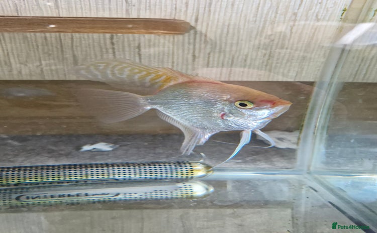 Angelfish fish - Advert 2