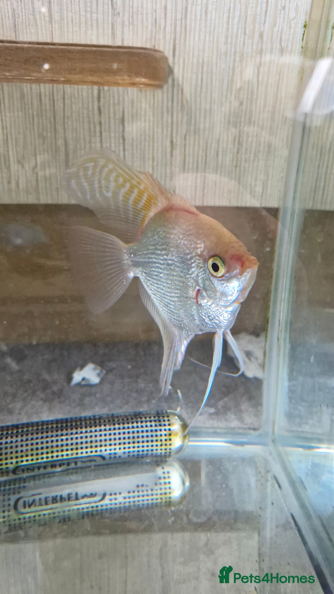 Angelfish fish for sale: Male Angelfish  - Image 1