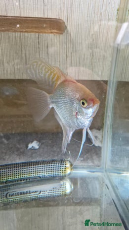 Angelfish fish - Advert 1