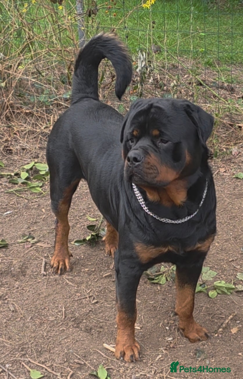 Rottweiler dogs Rottweiler puppies  - Advert 4