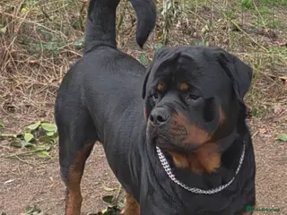 Rottweiler dogs Rottweiler puppies - Advert 17