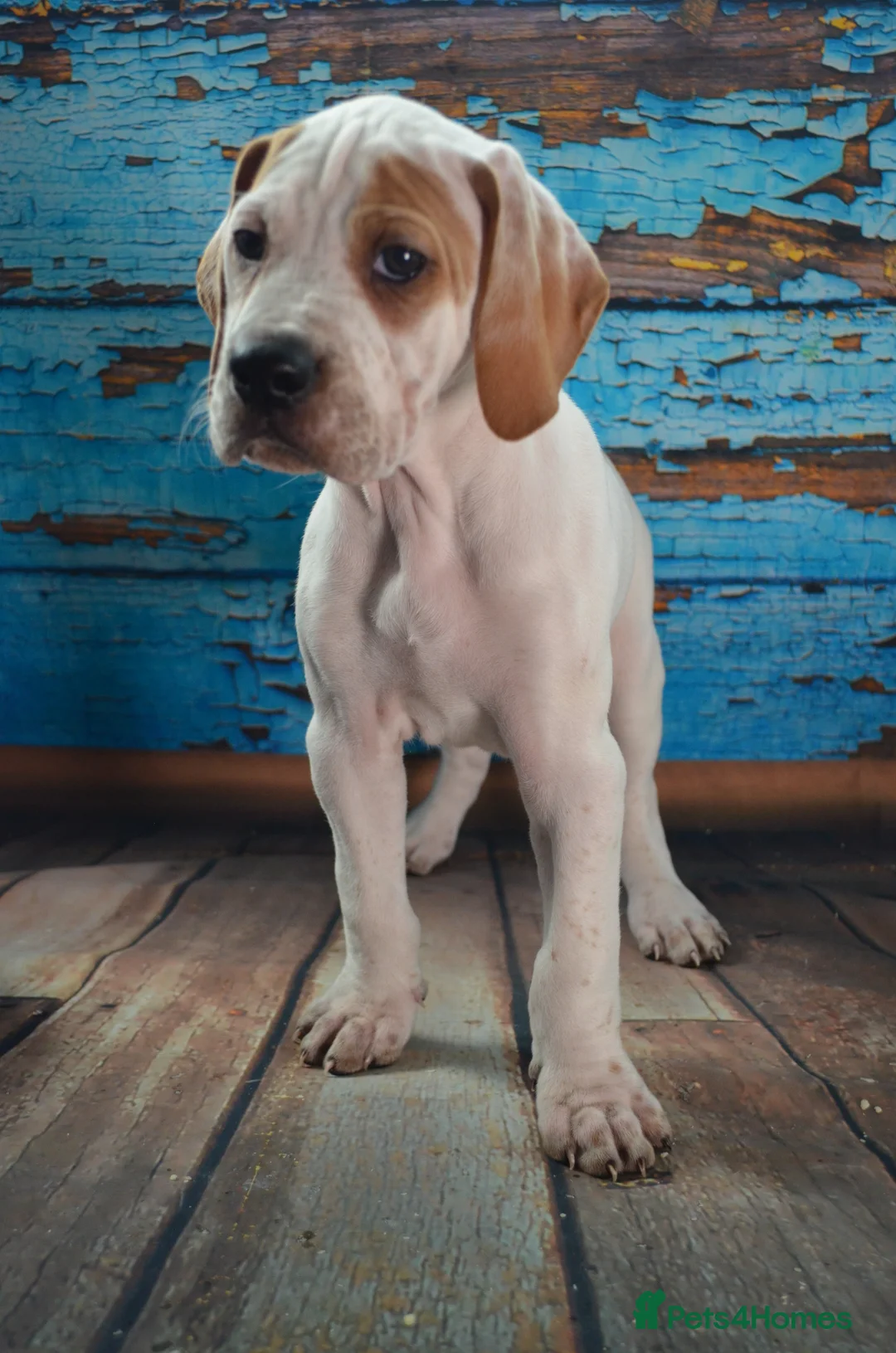 Pointer dogs for sale: Quality Pointer puppies - Advert 23