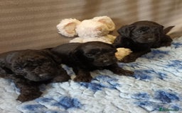 Sproodle dogs for sale: TOY F1b SPOODLE/COCKAPOOS - Image 1