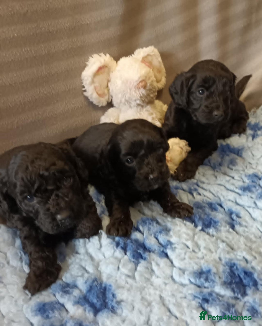 Sproodle dogs for sale: TOY F1b SPOODLE/COCKAPOOS - Image 1