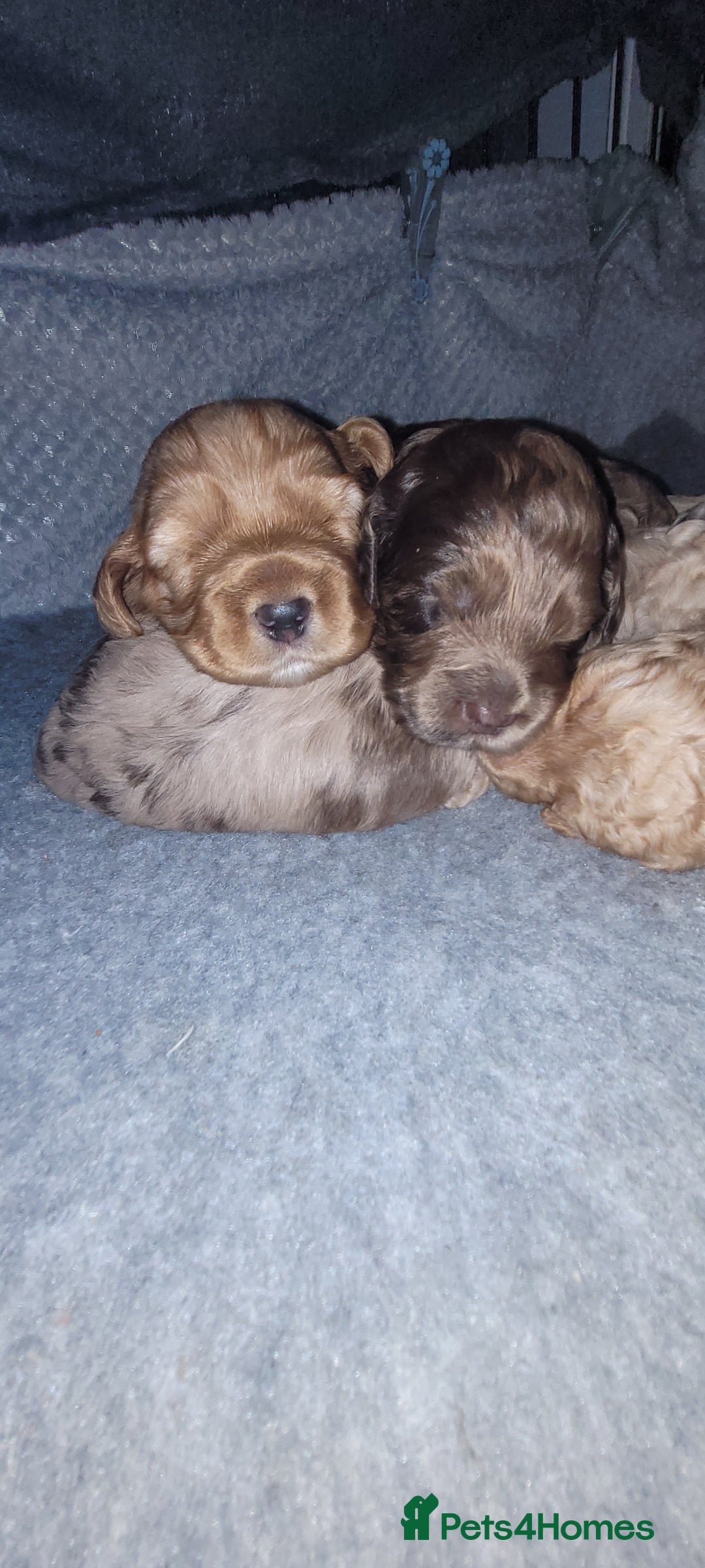 Cockapoo dogs for sale: F3b Merle Cockapoos - Image 18