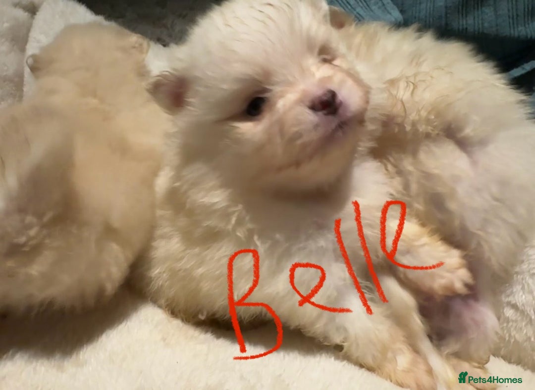 Pomeranian dogs for sale: Pomeranian puppies  - Advert 2