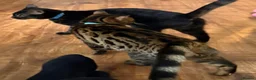 Bengal cats for sale: Oreo, Male Bengal Cat   - Advert 3