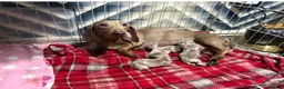 Miniature Dachshund dogs for sale: Miniature Dachshunds  - Advert 15