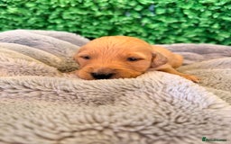 Goldador dogs for sale: 🐾Gorgeous Puppies-Family Raised with Love&Care🐾 - Image 8