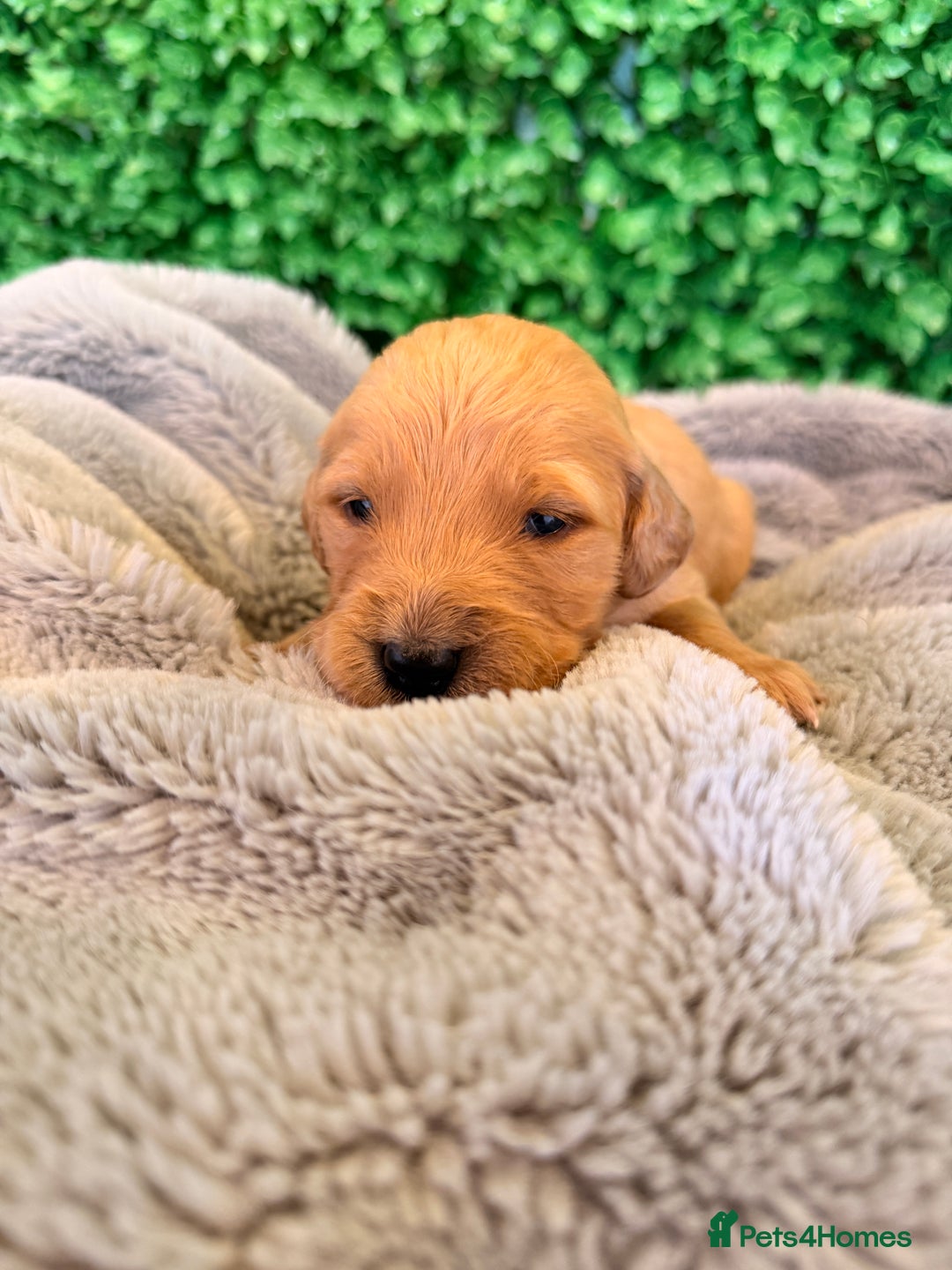 Goldador dogs for sale: 🐾Gorgeous Puppies-Family Raised with Love&Care🐾 - Image 8