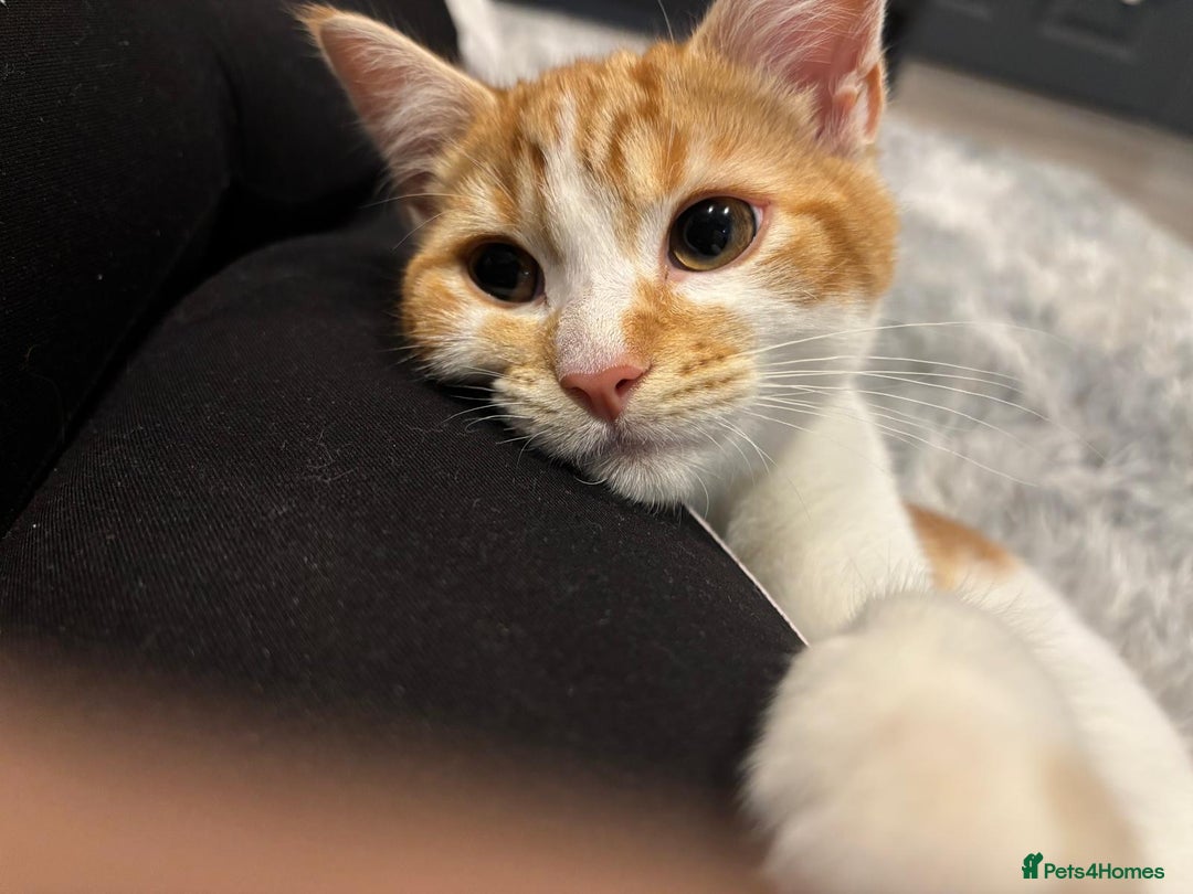 Mixed Breed cats for sale: Lovely Ginger Boy - Advert 1