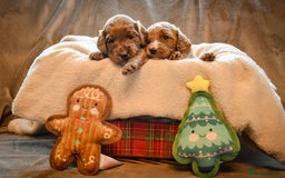 Cockapoo dogs for sale: Beautiful Cockapoo Puppies - Ready mid December - Image 8