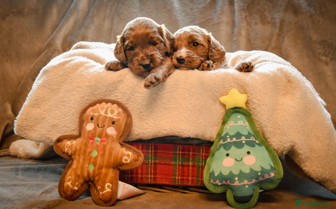 Cockapoo dogs for sale: Beautiful Cockapoo Puppies - Ready mid December - Image 8