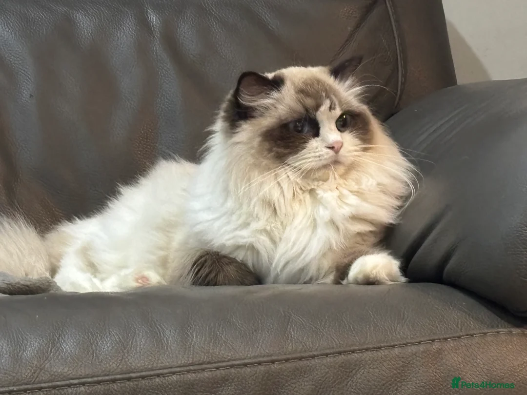 Ragdoll cats for sale: ‼️Attention please ‼️ - Advert 4
