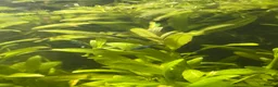 Shrimps fish for sale: Variety of neocaridina shrimp - Advert 14