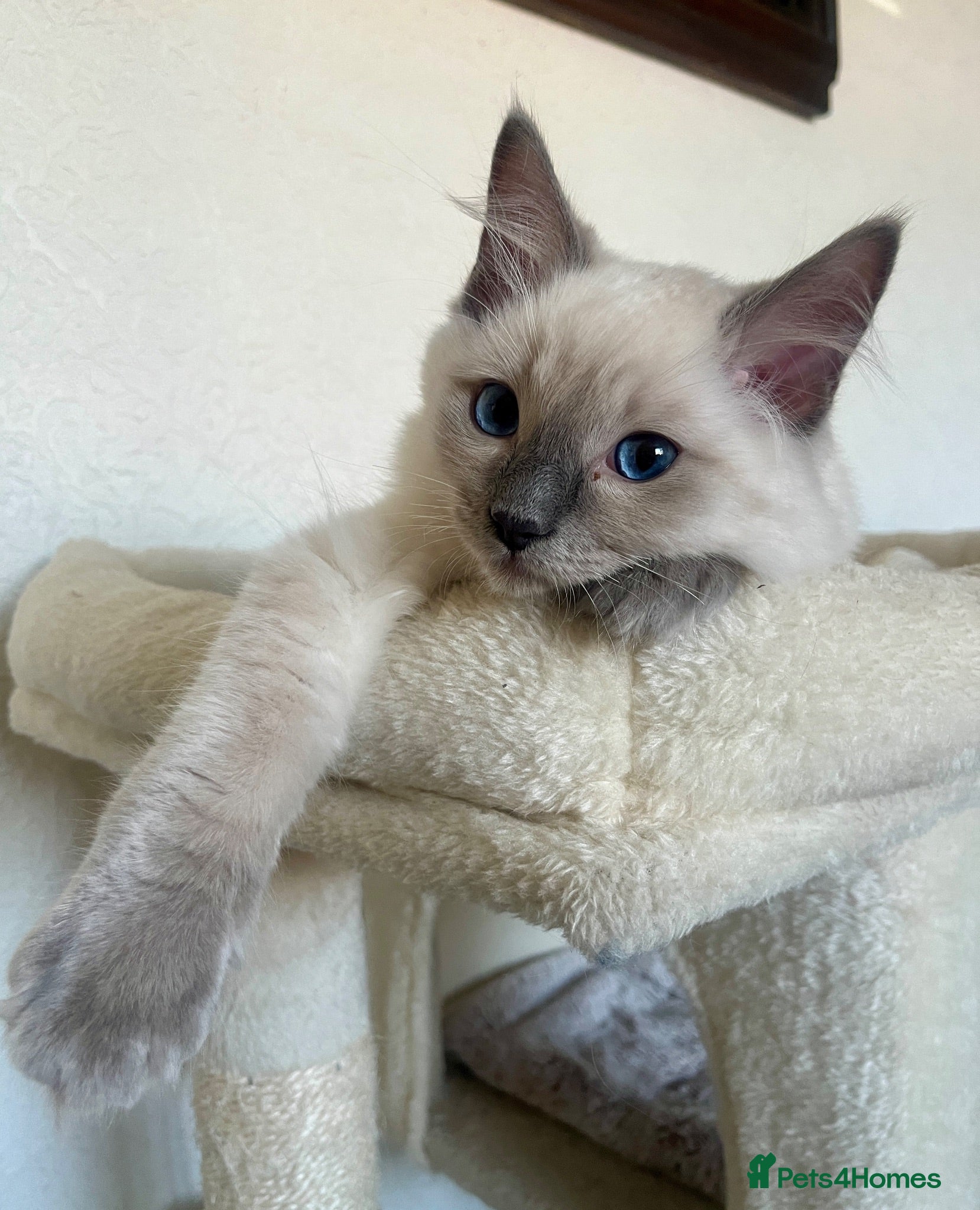 Ragdoll cats GCCF Registered Ragdoll Kittens  - Advert 1