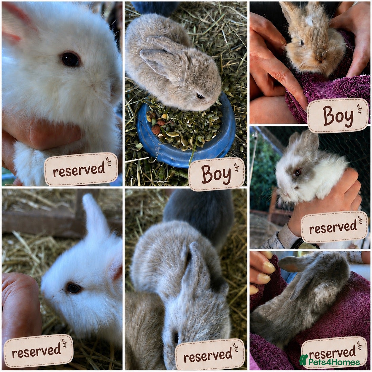 Mixed Breed rabbits Mixed lionhead/ mini loop rabbits  - Advert 23