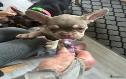 French Bulldog dogs for sale: French Bulldog Puppies in Sowerby Bridge - Image 17