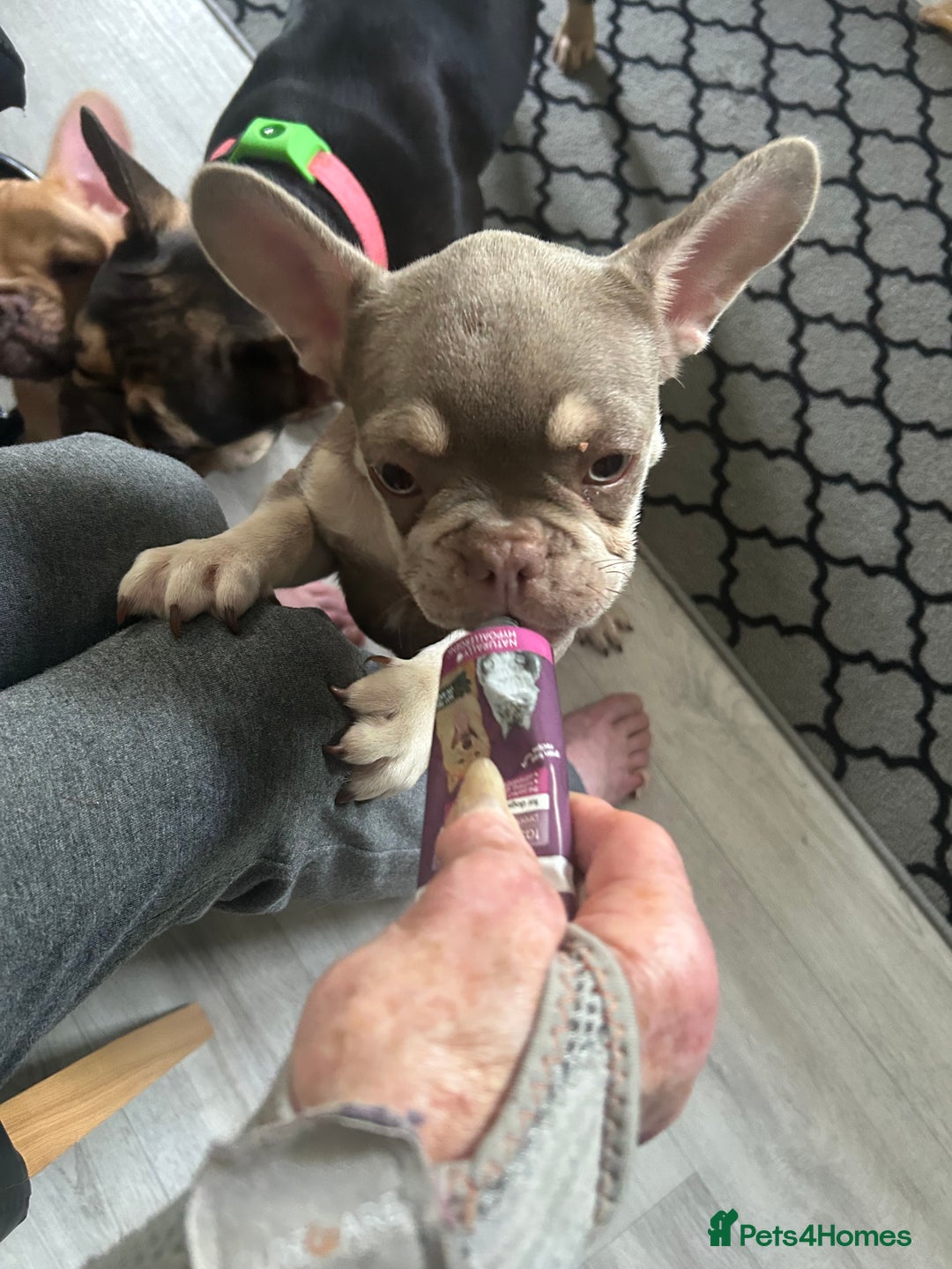 French Bulldog dogs for sale: French Bulldog Puppies in Sowerby Bridge - Image 17