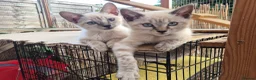 Bengal cats for sale: Bengal Kittens  - Advert 7