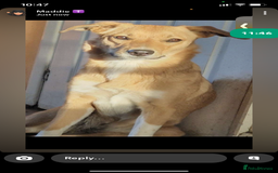 Mixed Breed dogs for sale: Beautiful mixed breed pup  - Image 4