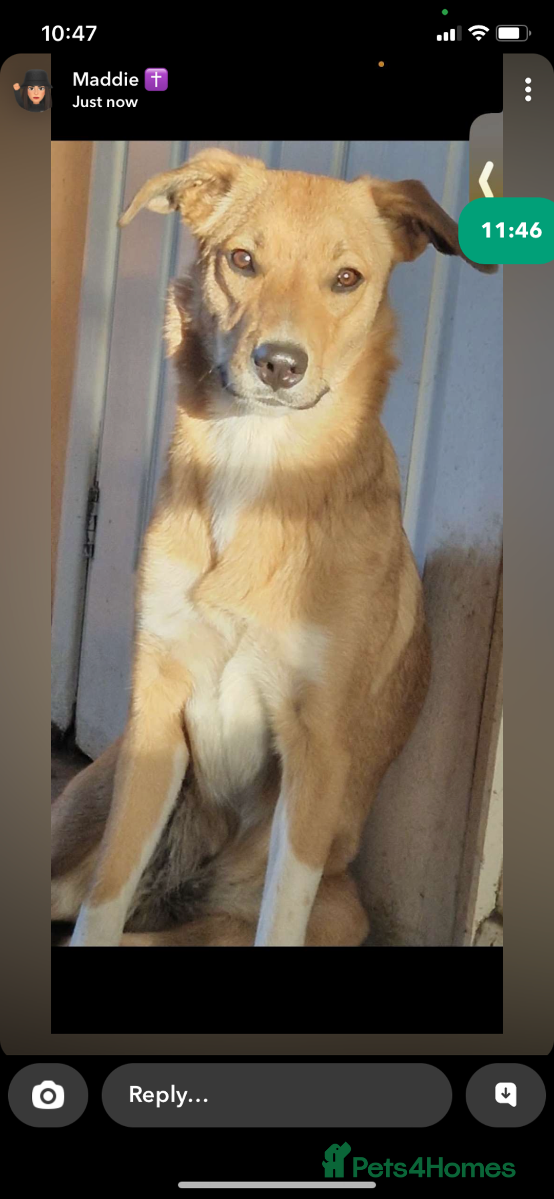 Mixed Breed dogs for sale: Beautiful mixed breed pup  - Image 4