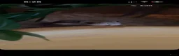 Boa Snake reptiles for sale: Boa constrictor  - Advert 6