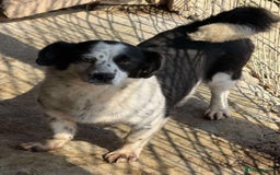 Mixed Breed dogs for adoption: 🐾🐾 SALLY🐾 SMALL AND SWEET GIRL READY FOR FAMILY - Image 2
