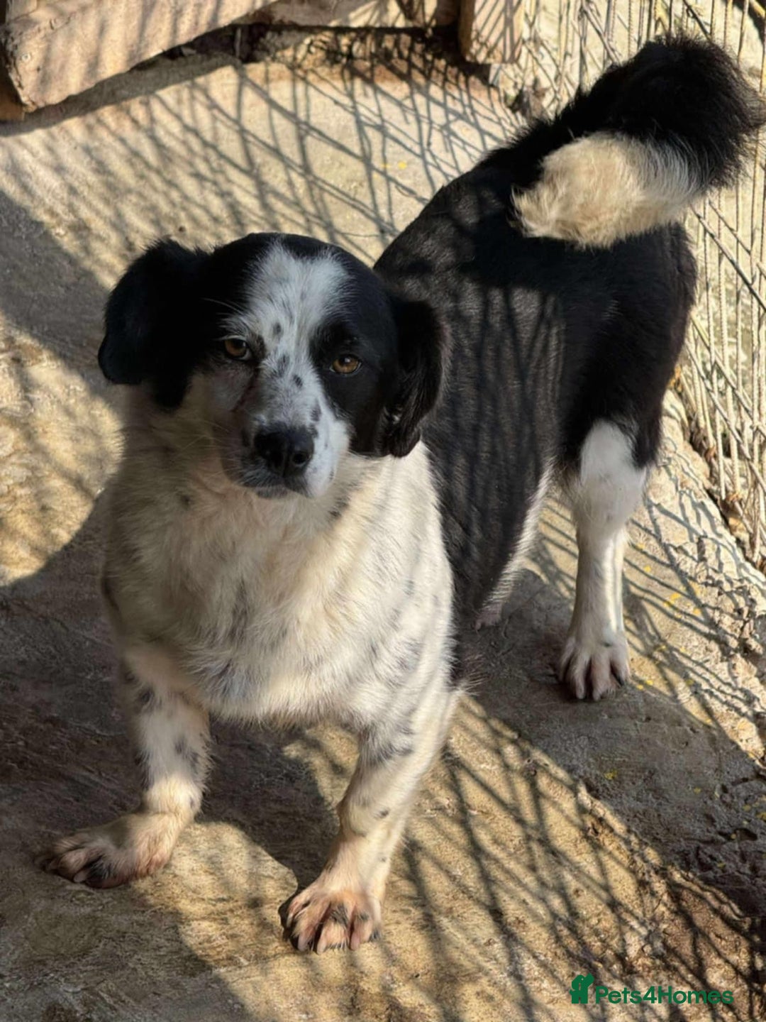 Mixed Breed dogs for adoption: 🐾🐾 SALLY🐾 SMALL AND SWEET GIRL READY FOR FAMILY - Image 2
