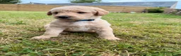 Labradoodle dogs for sale: Labradoodle puppies  in Banchory - Advert 4
