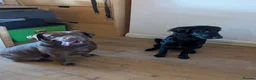 Labrador Retriever dogs for sale: Chocolate labrador retrievers  - Advert 14