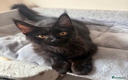 Maine Coon cats for sale: Pure Maine coon - Image 2