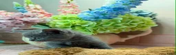 Scottish Fold cats for sale: Stunning Scottish fold & Selkirk Rex kitten  - Advert 10